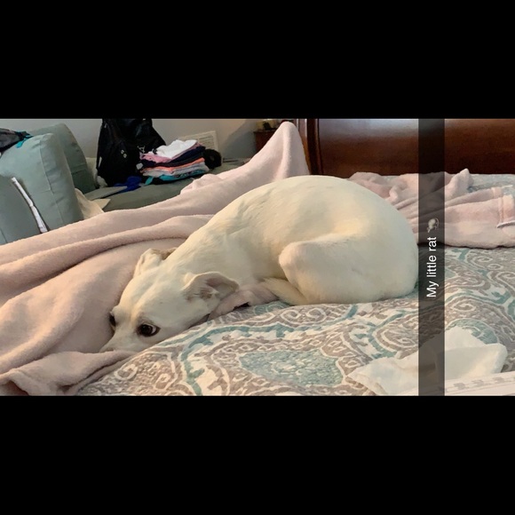 piper_thonen